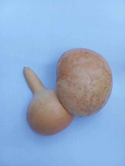   calebasse africain lot x 2 